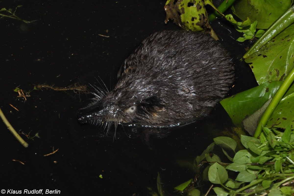 Выхухоль детеныш