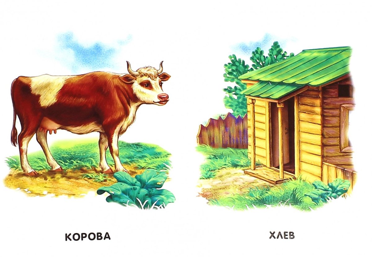 Жилища домашних животных