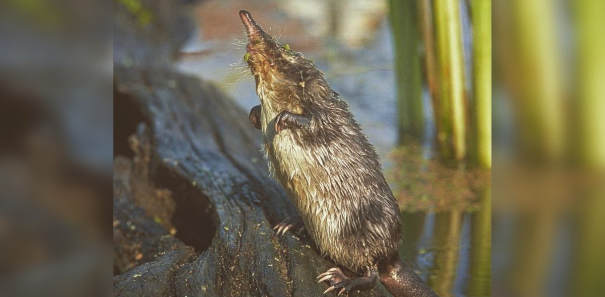 Брянский лес выхухоль