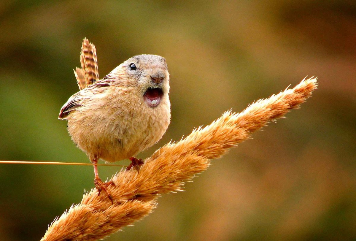 Русская выхухоль Desmana moschata