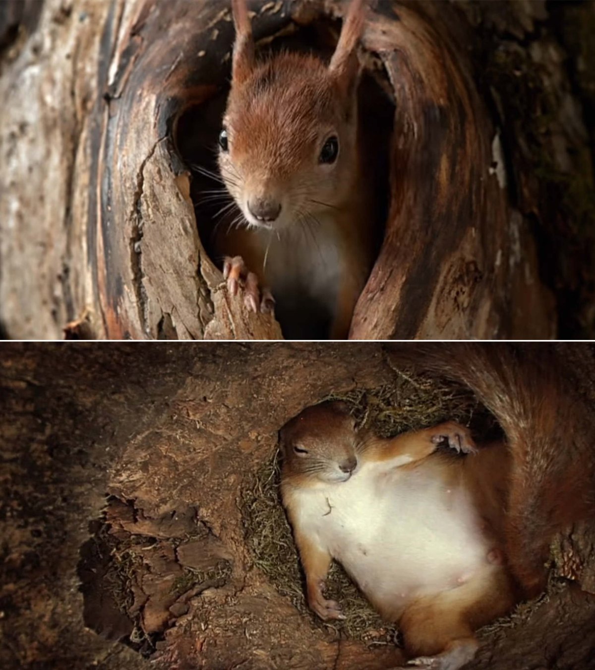 Дикие животные и их Детеныши