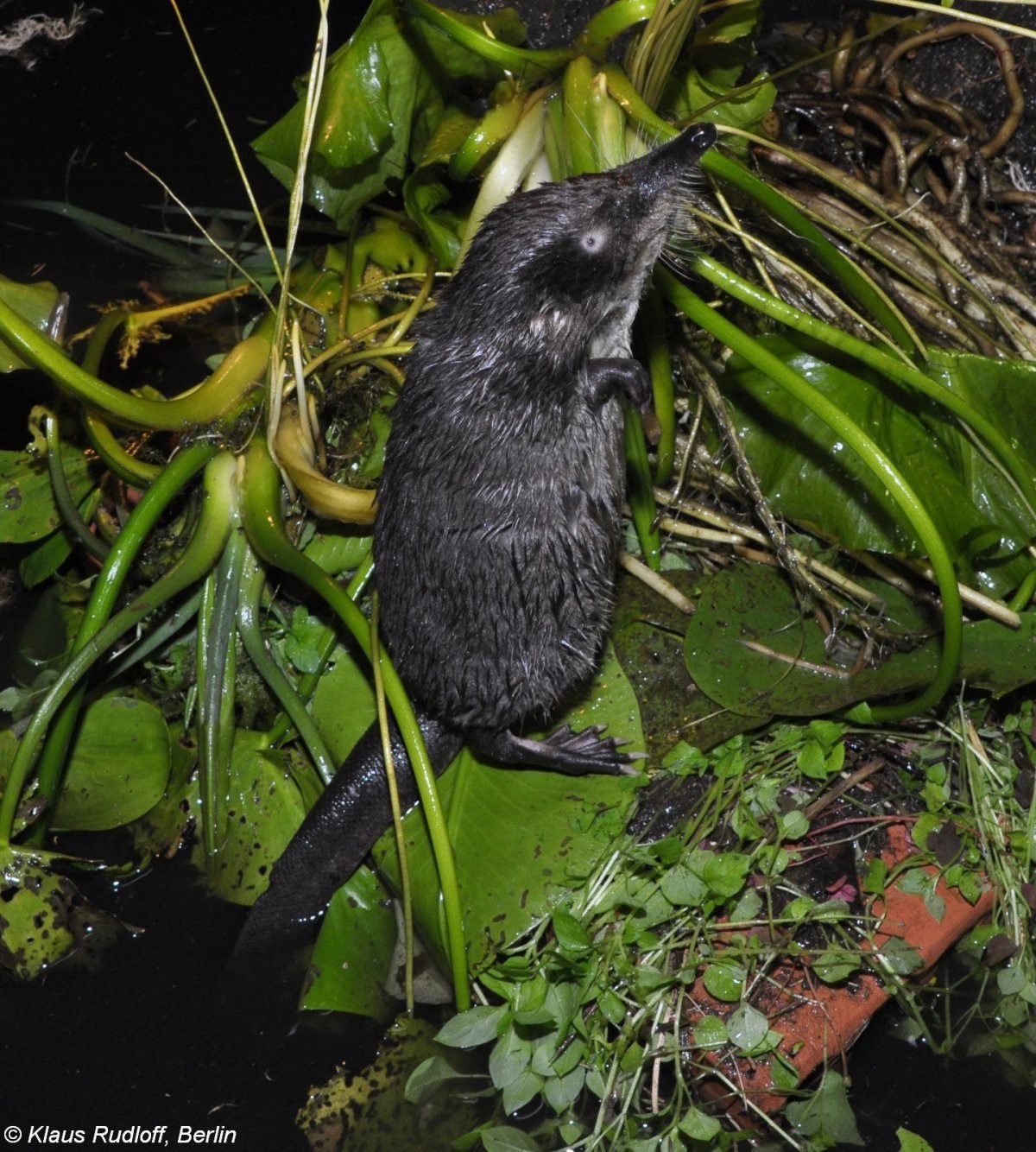 Гнездо ондатры