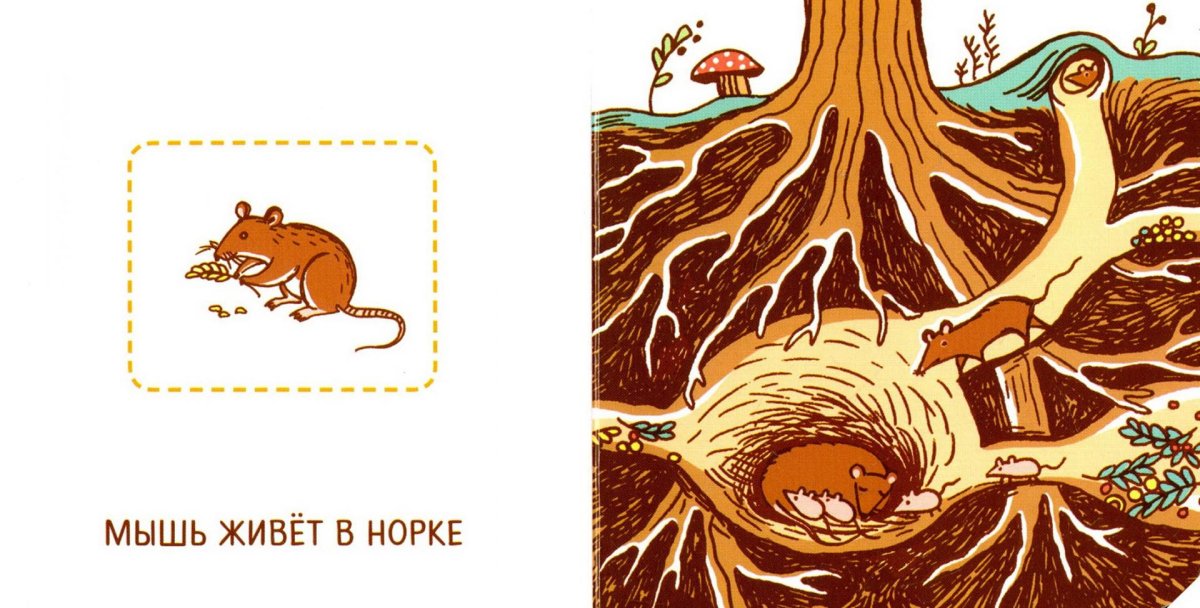 Дикие животные кто где живет