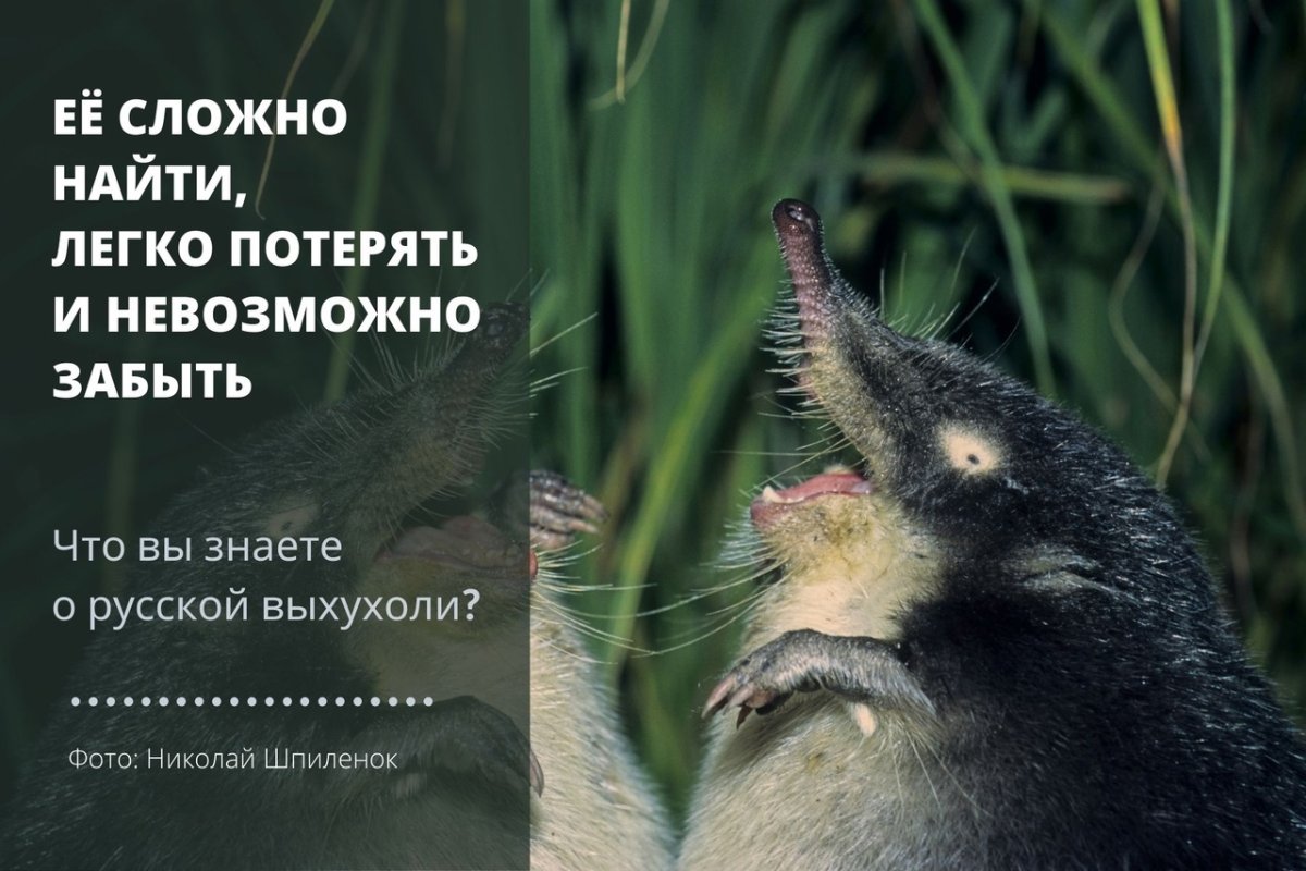 Птичка Дундук