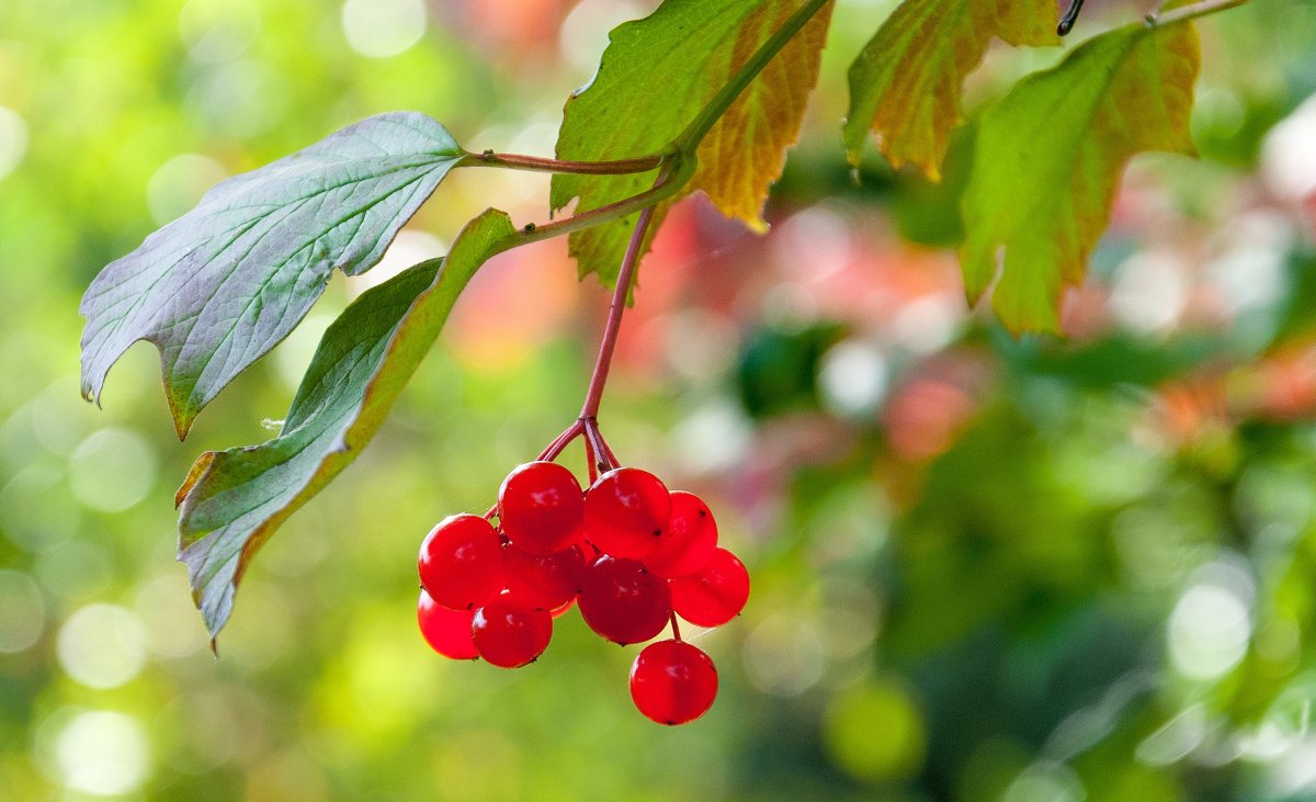Калинка ягода куст