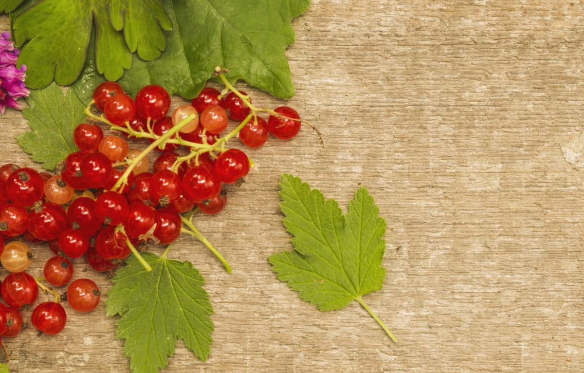 Смородина фон