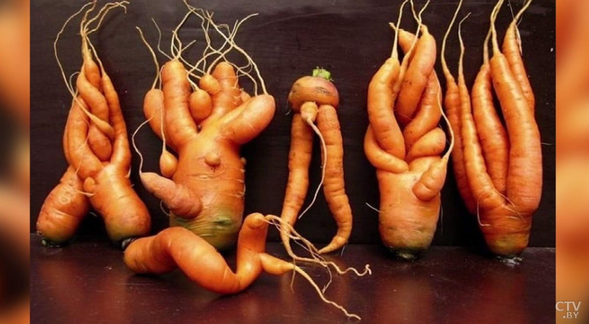 Корнеплоды Винтаж вектор