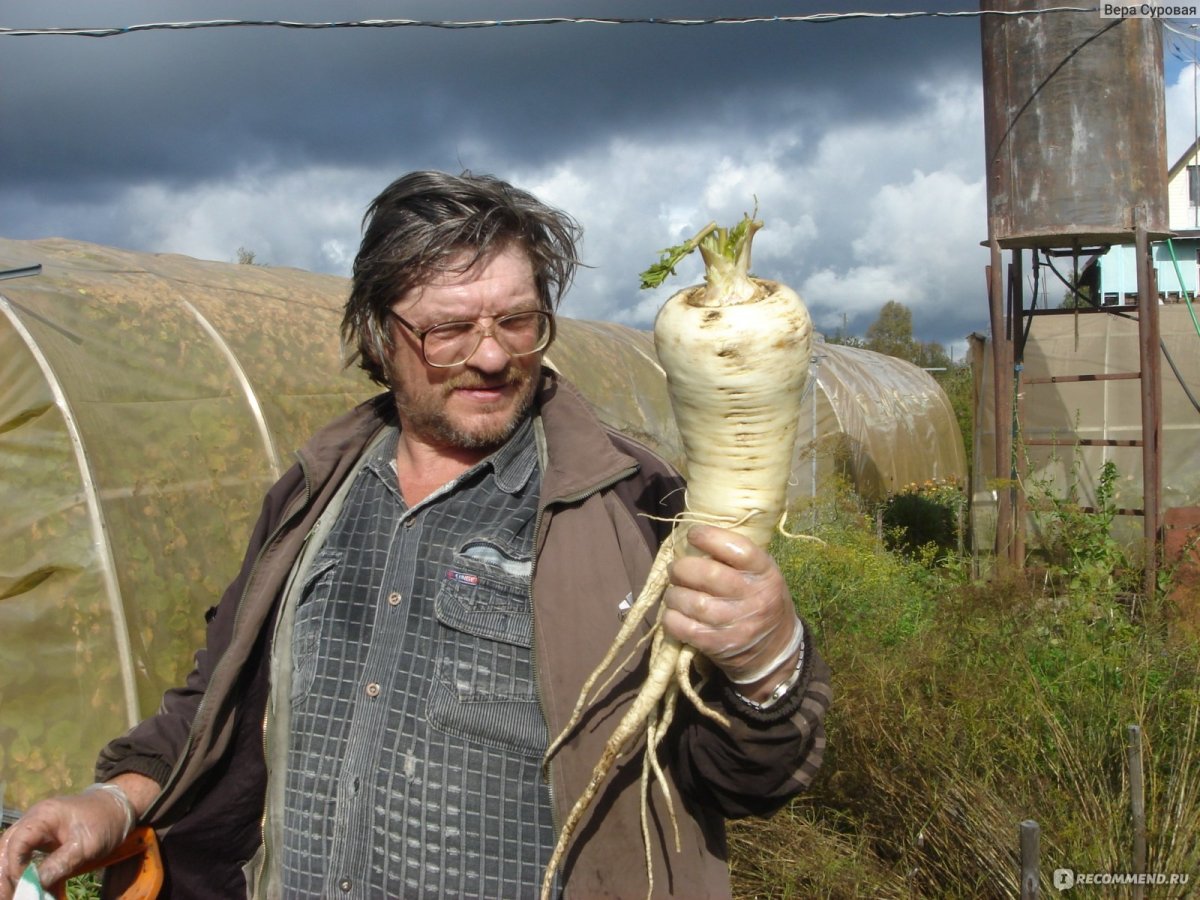 Виктор корнеплод