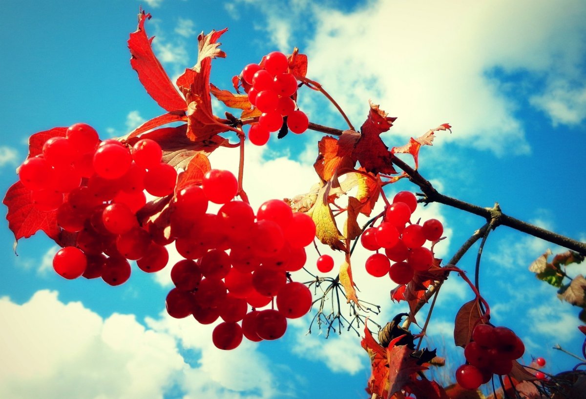Калина красная