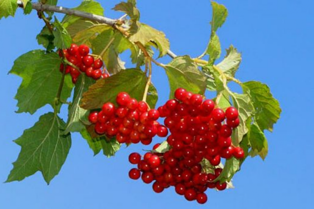 Калина красная Калина горькая