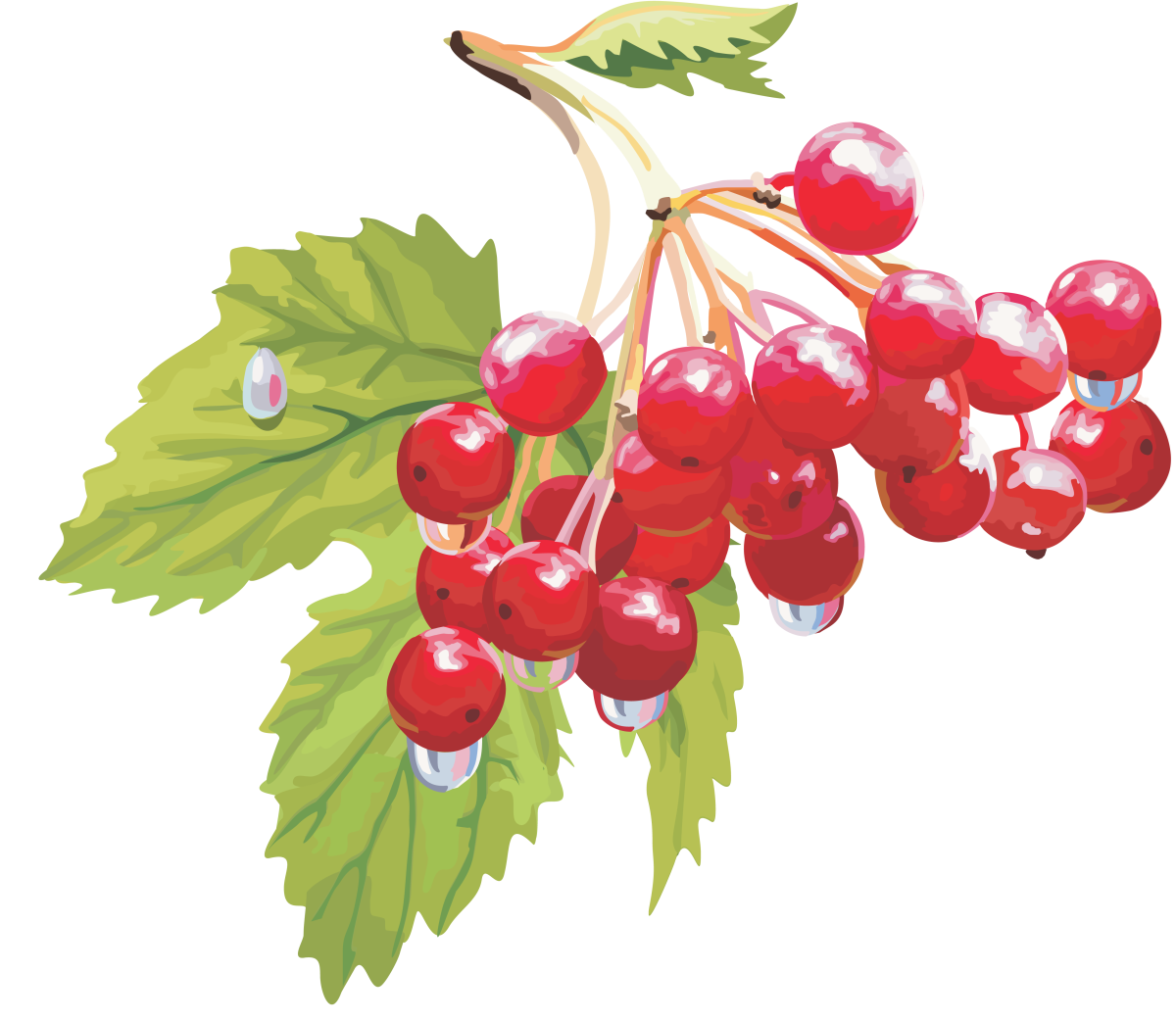 Калина рисунок