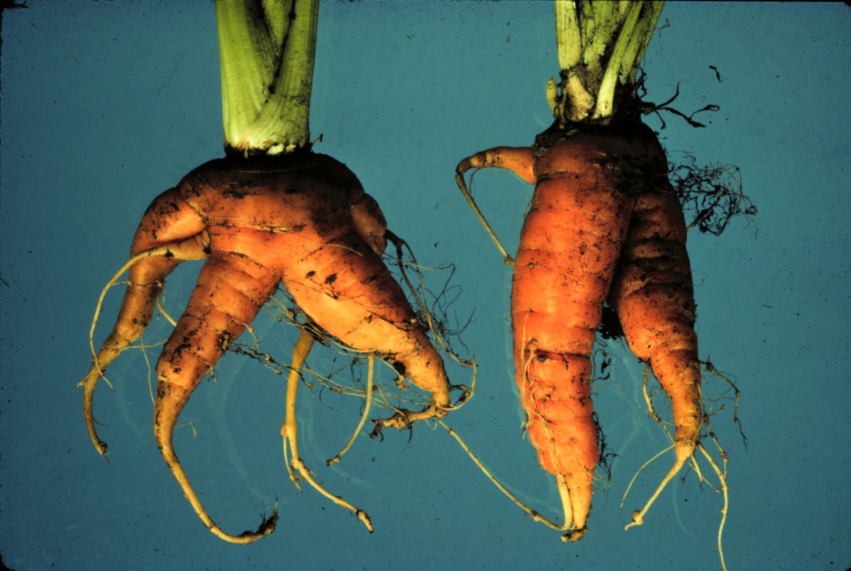 Необычный корнеплод