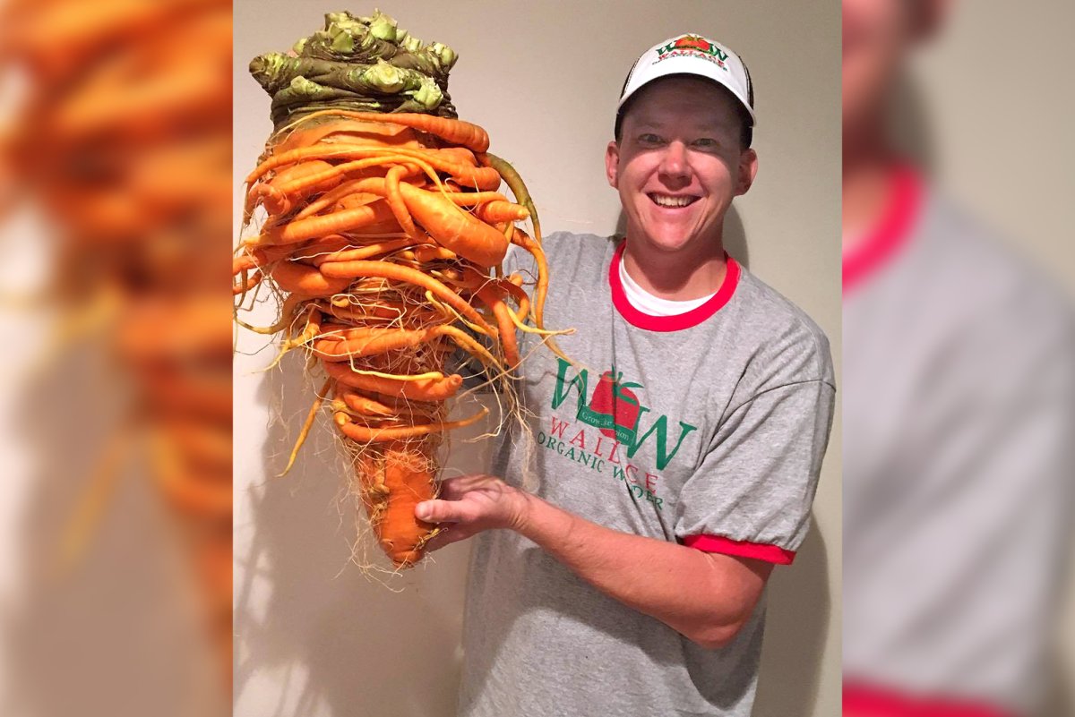 Виктор корнеплод и его друзья