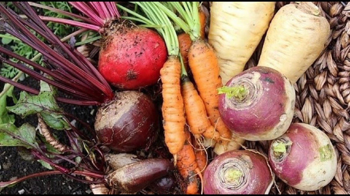 Корнеплоды рисунок