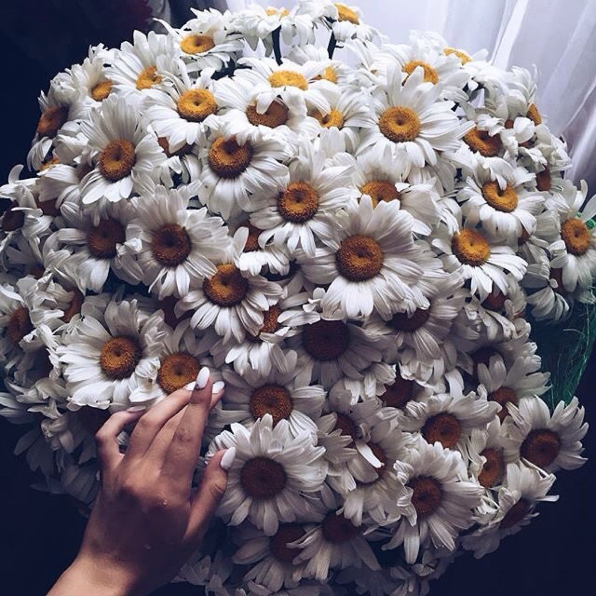 Открытки с ромашками