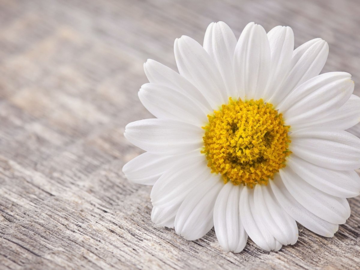 Ромашки с надписями