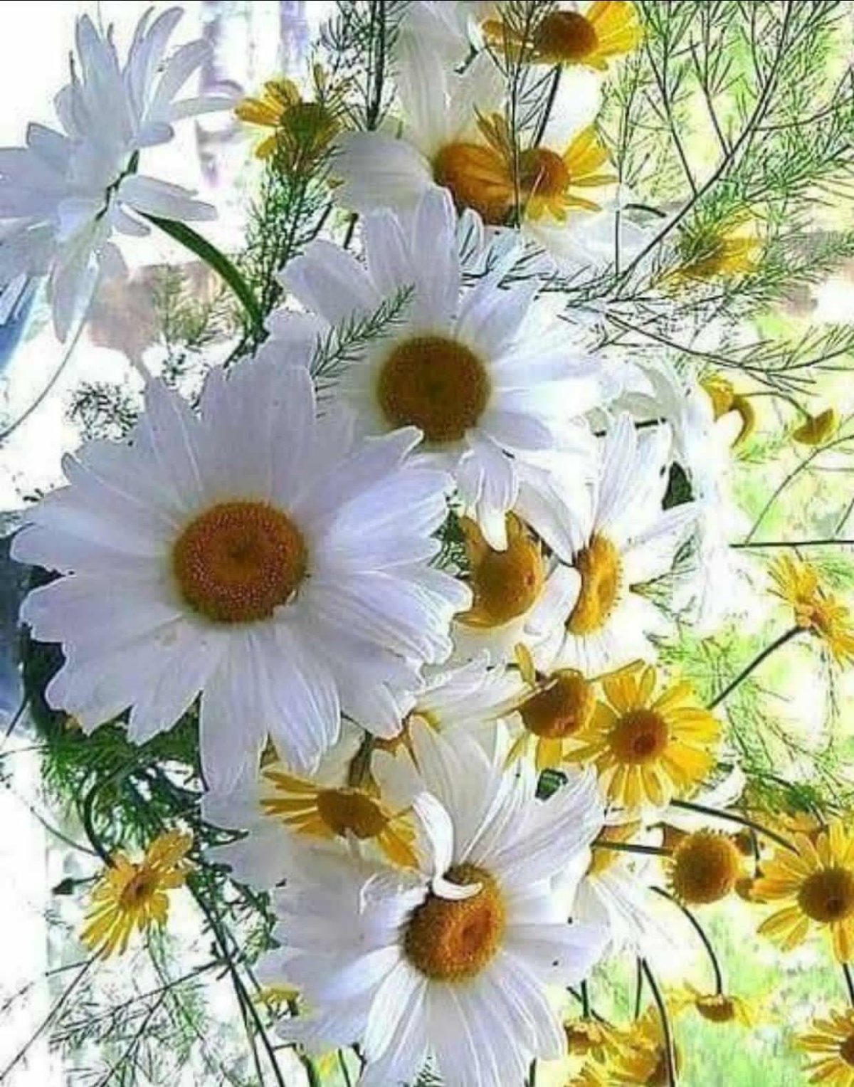 Девушка с ромашками на аву