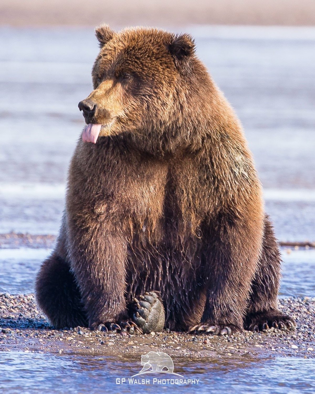 Медведь стоящий на задних лапах