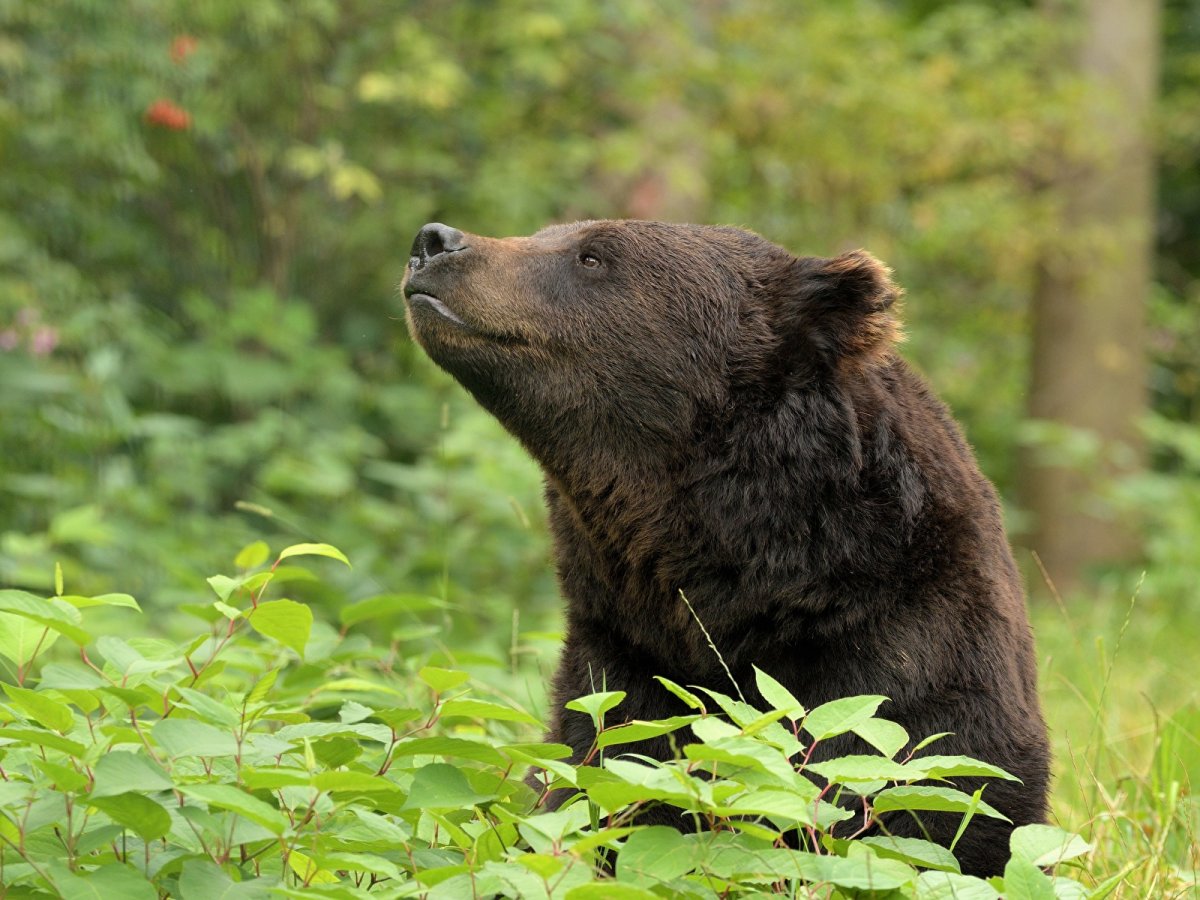 Бурый медведь обыкновенный.