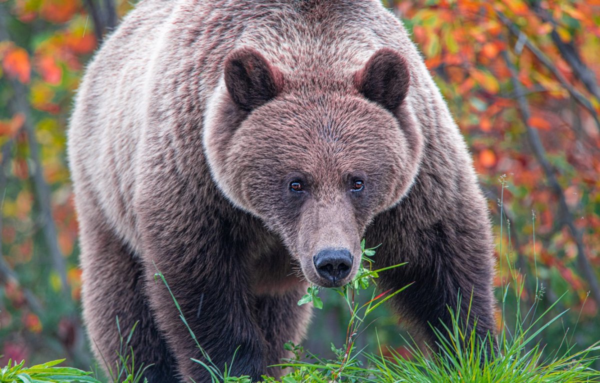 Бурый медведь в лесу