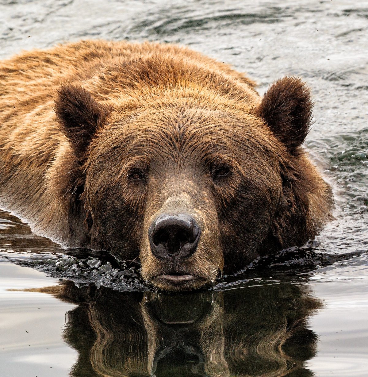Бурый медведь красная