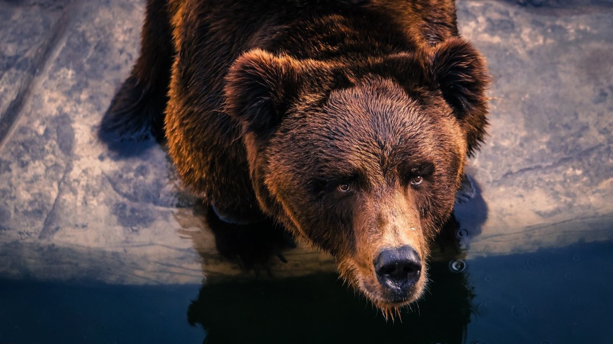 Медведь обои