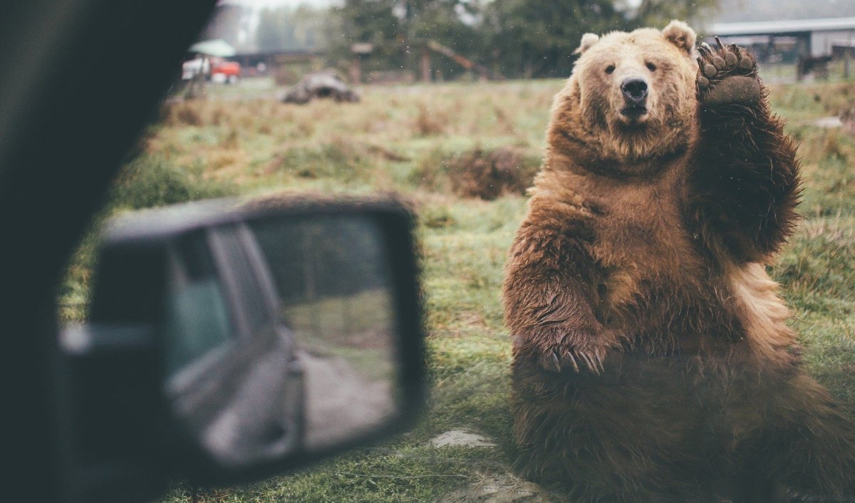 Добрый медведь