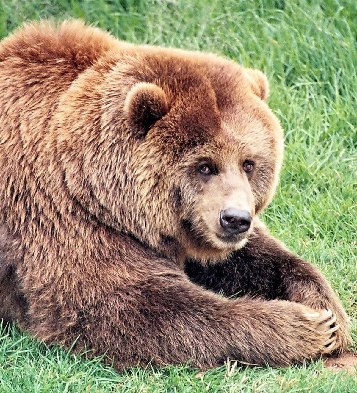 Медведь с цветами