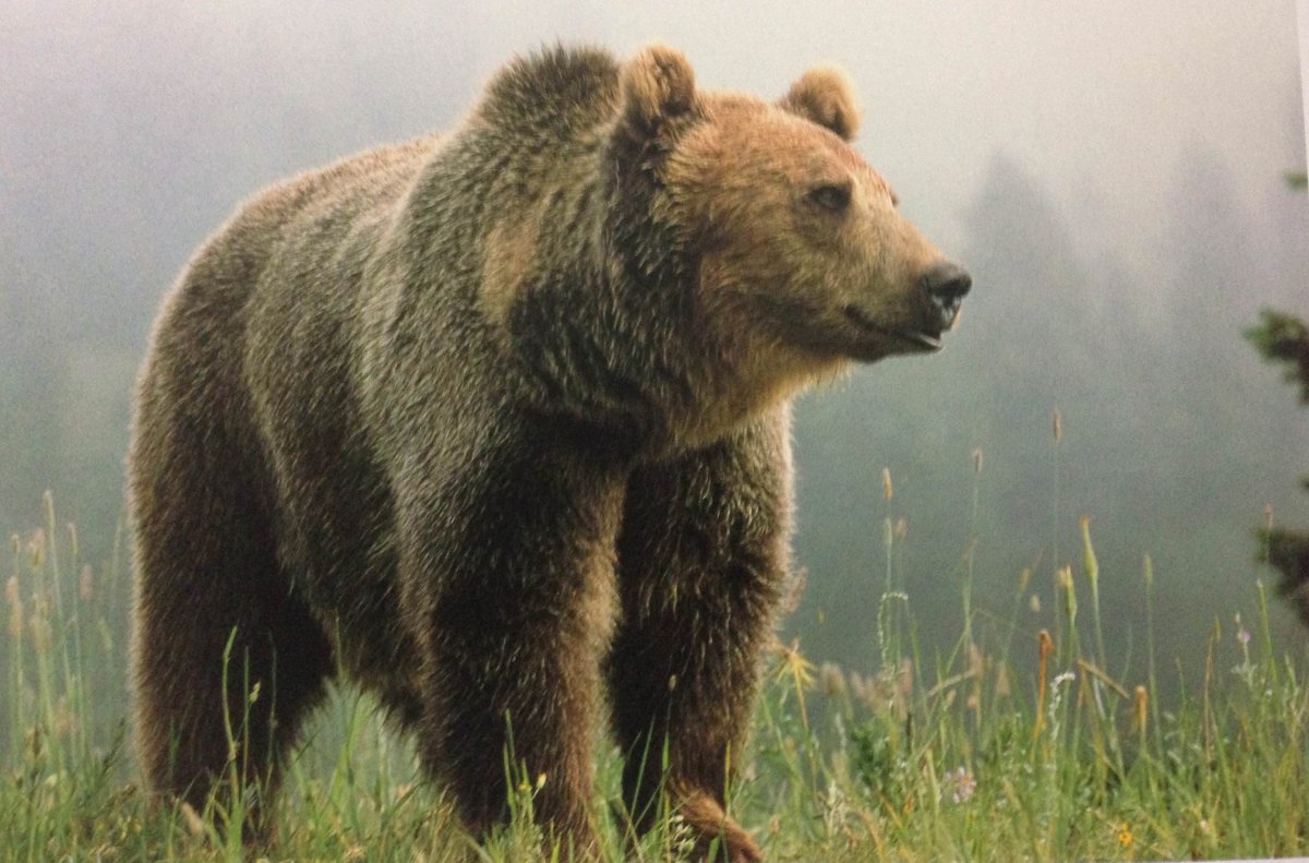 Бурый медведь Республики Коми