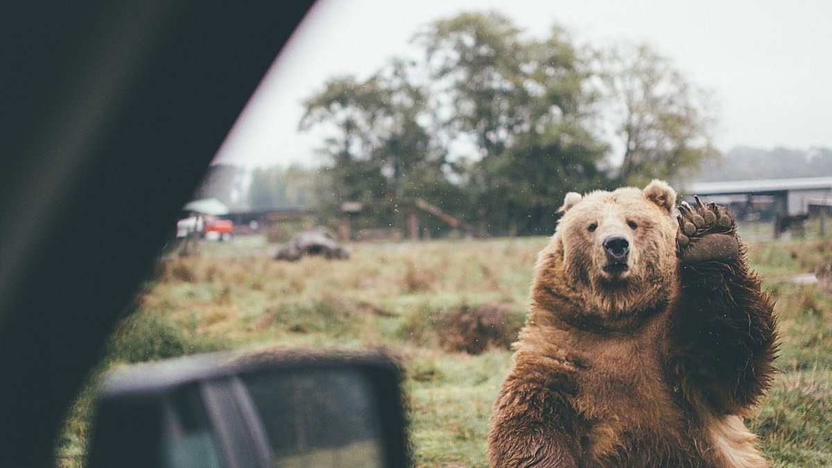 Дальневосточный бурый медведь
