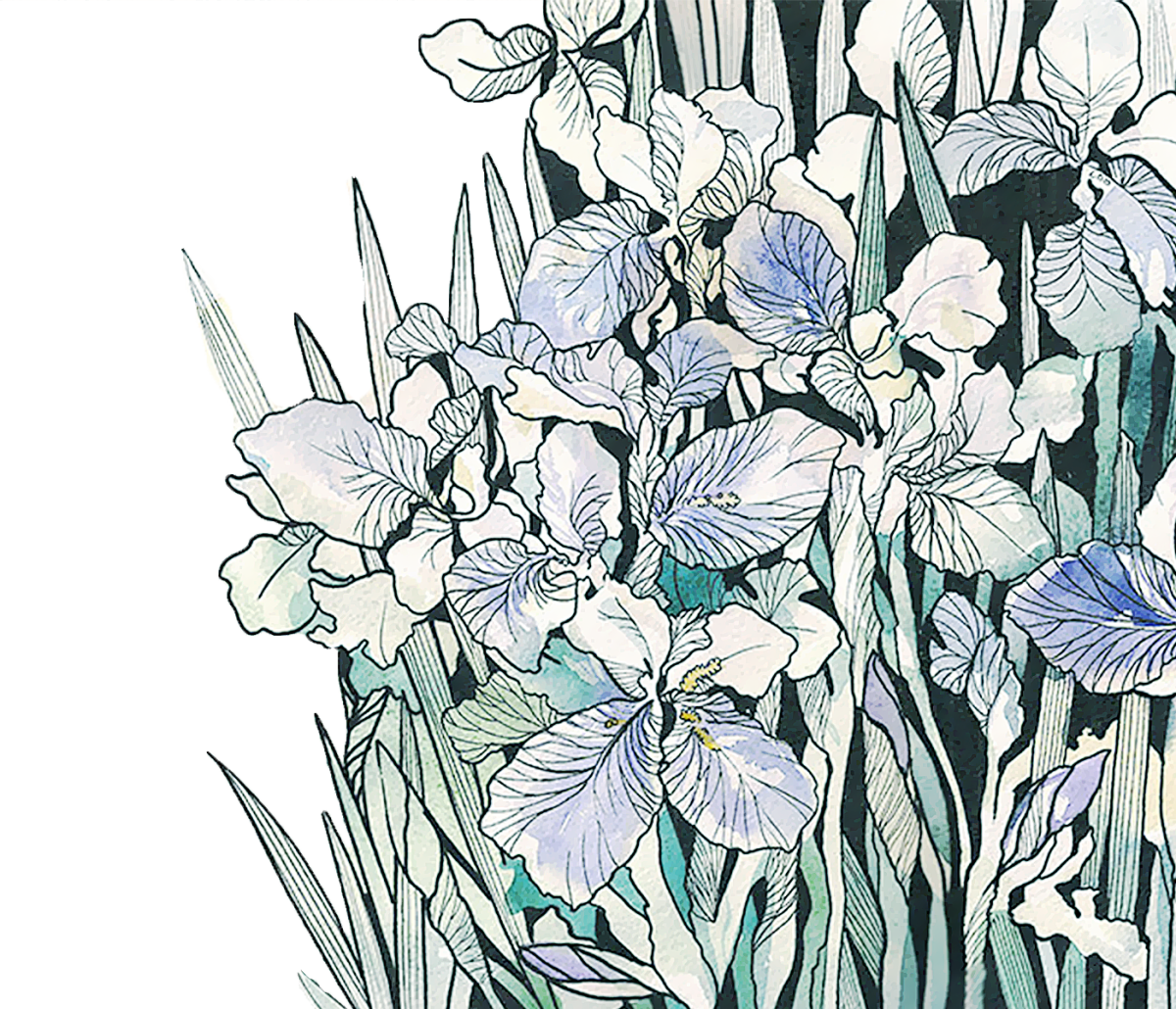 Суккуленты контур