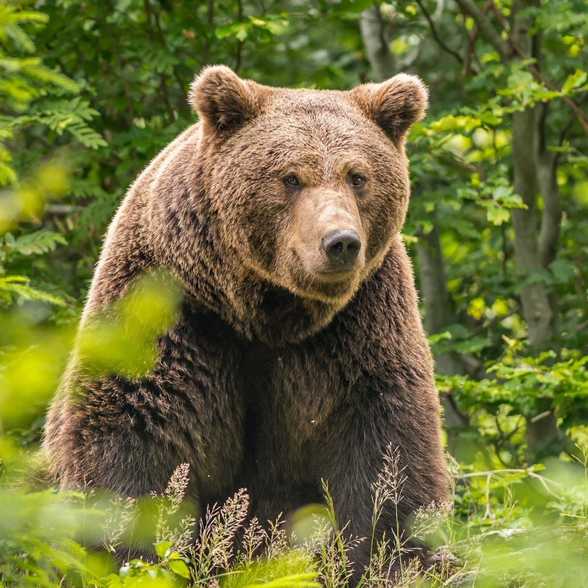 Бурый медведь