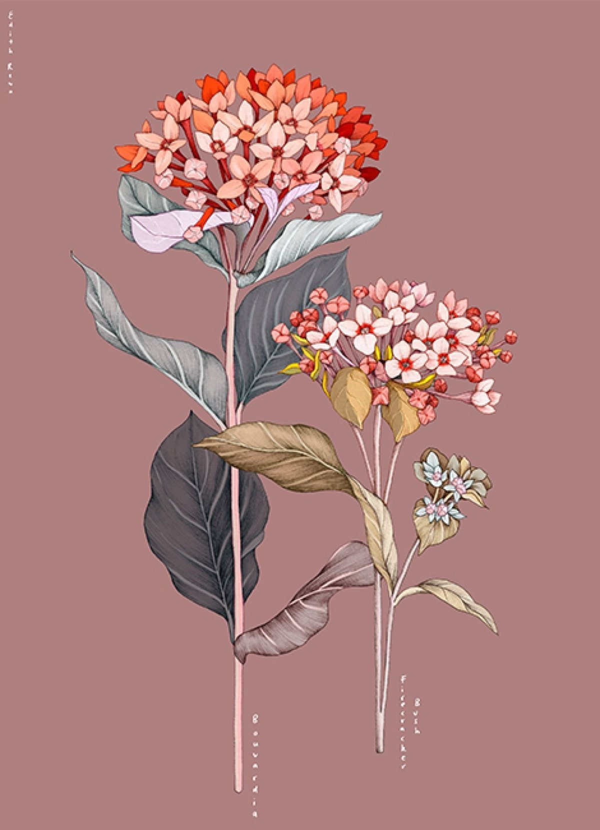 Цветы Графика