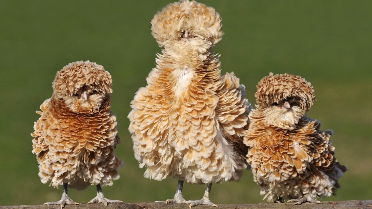 Сова в шарфике