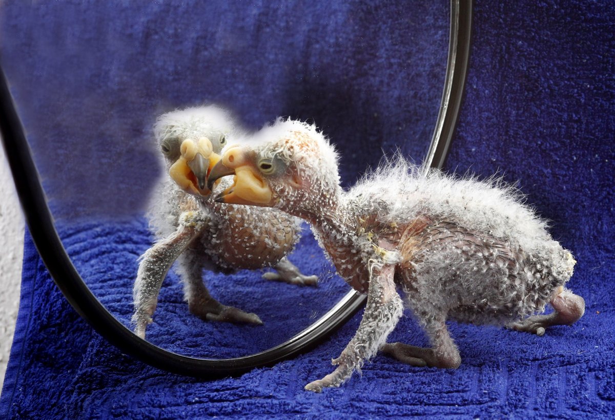 Чудо в перьях