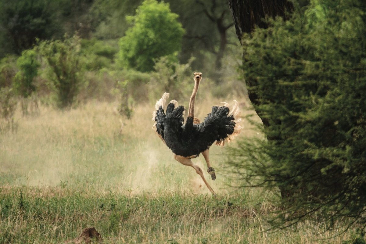 Сова поделка для детей