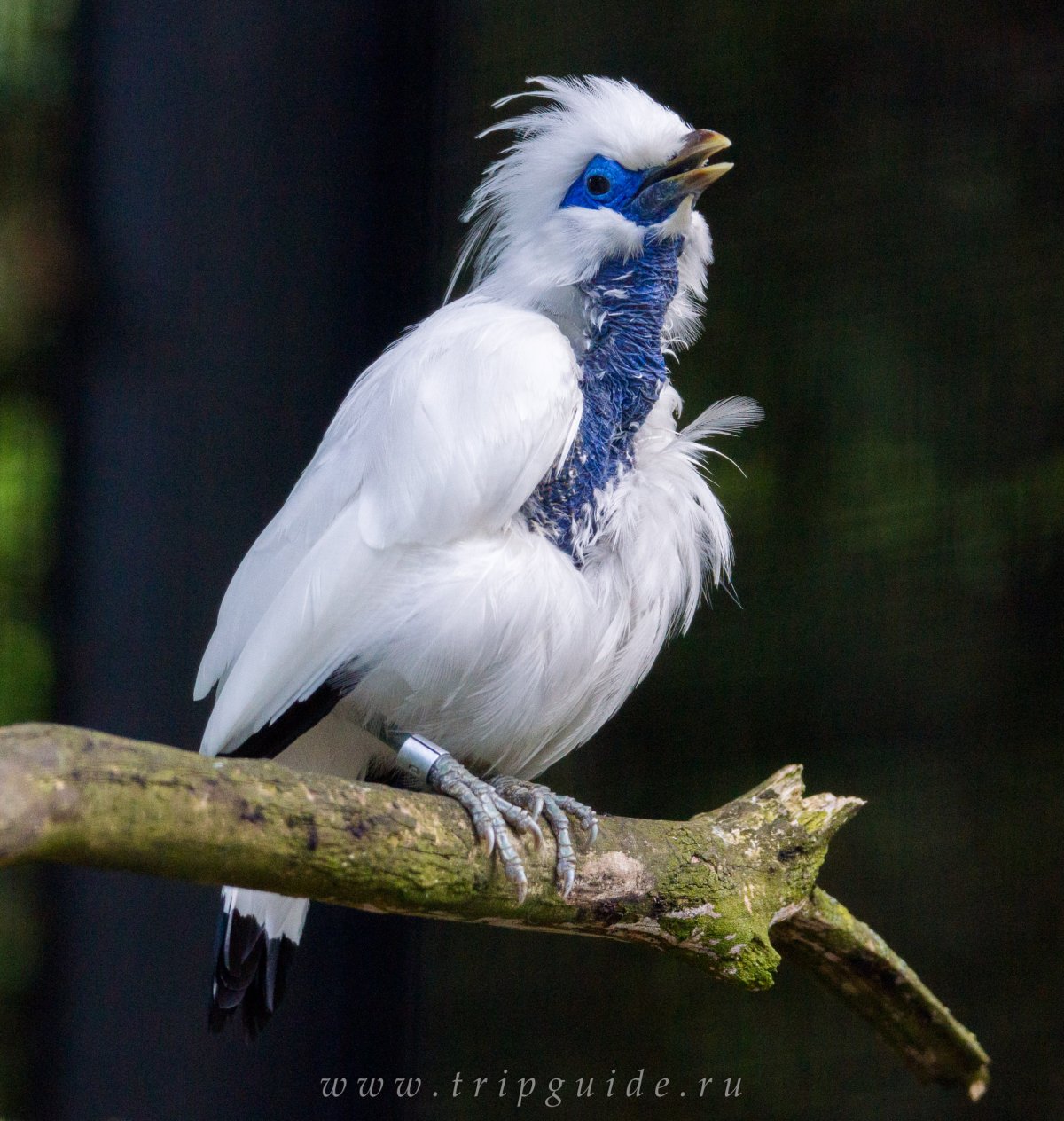 Балийский скворец