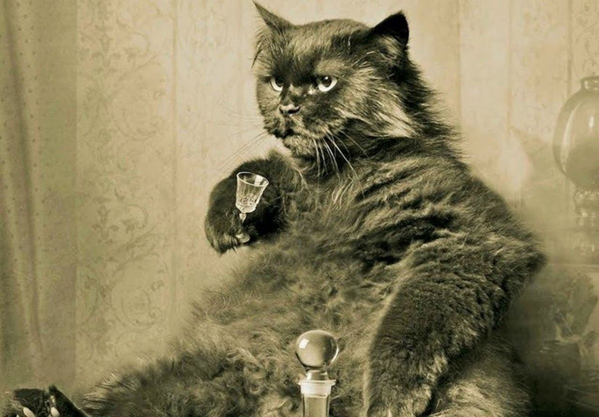 Кот Бегемот из мастера и Маргариты