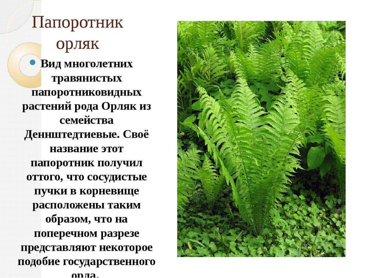 Папоротник орляк описание