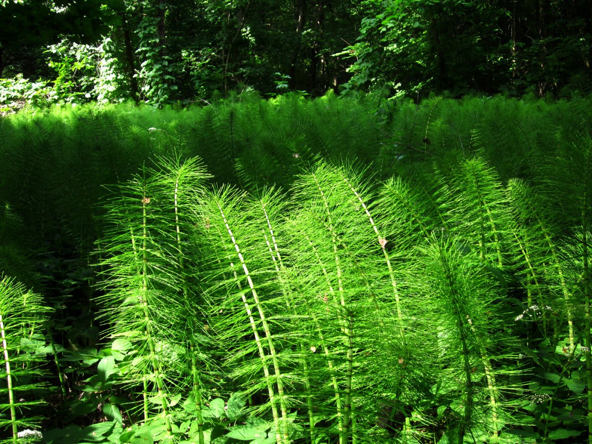 Хвощи в природе