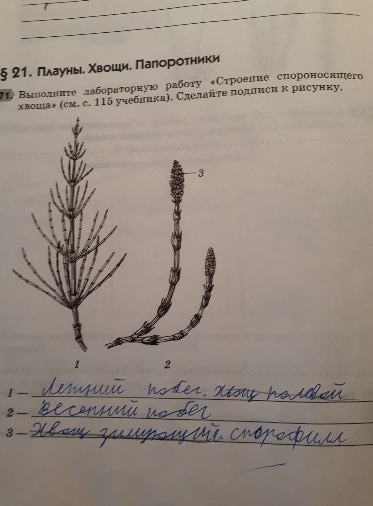 Строение спороносящего хвоща