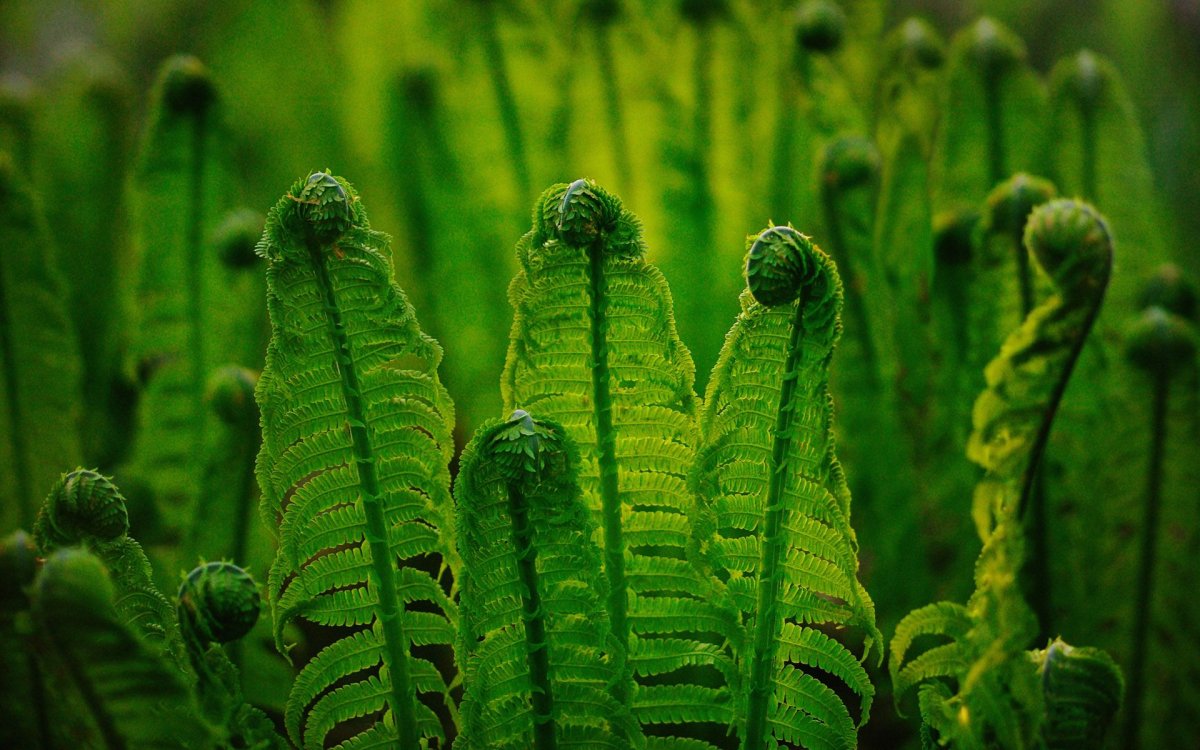 Папоротник Щитовник ростки