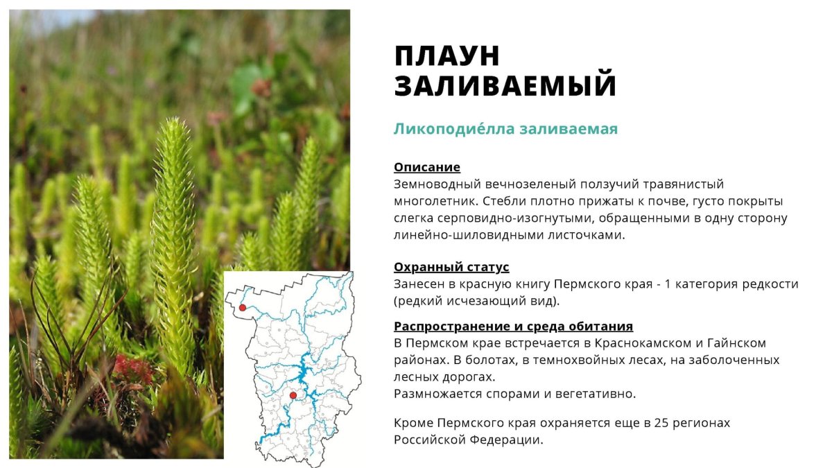 Среда обитания плаунов