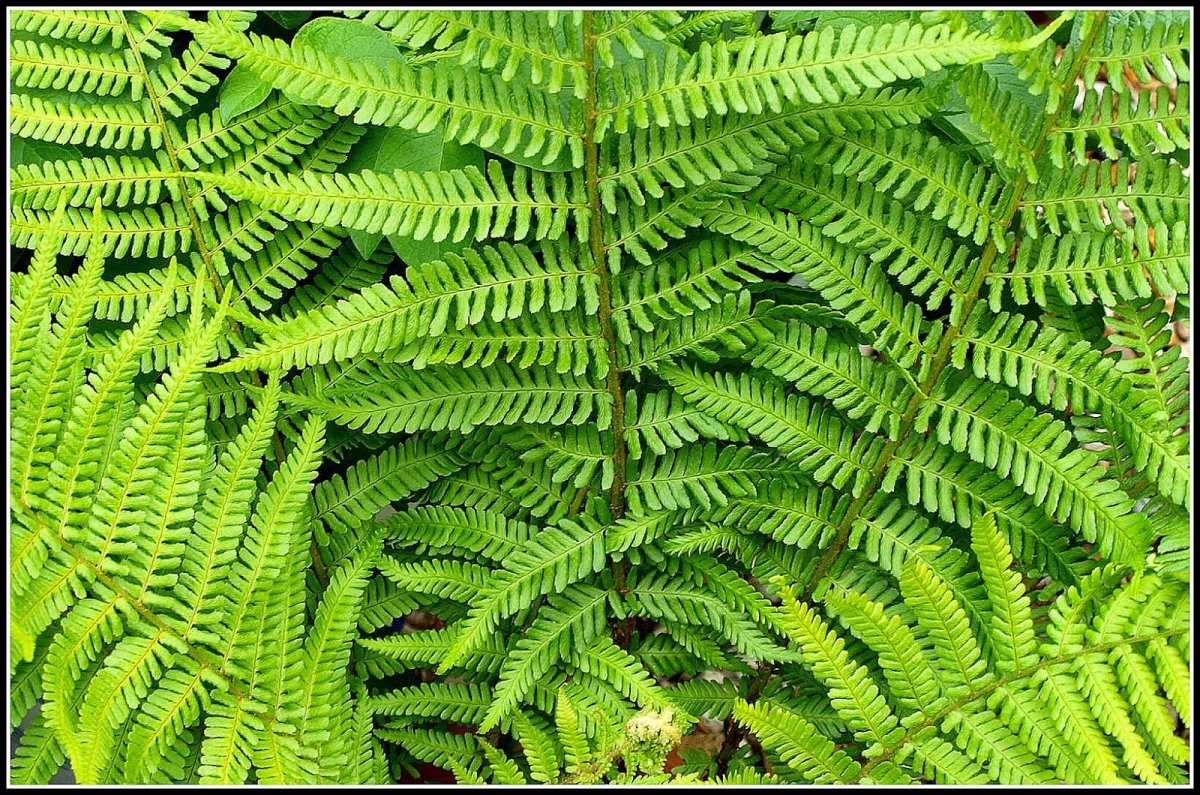 Папоротник Oleandraceae