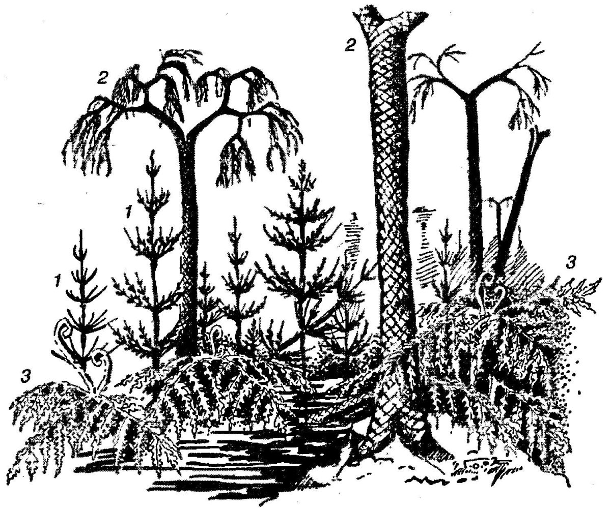 Каламиты это древние хвощи