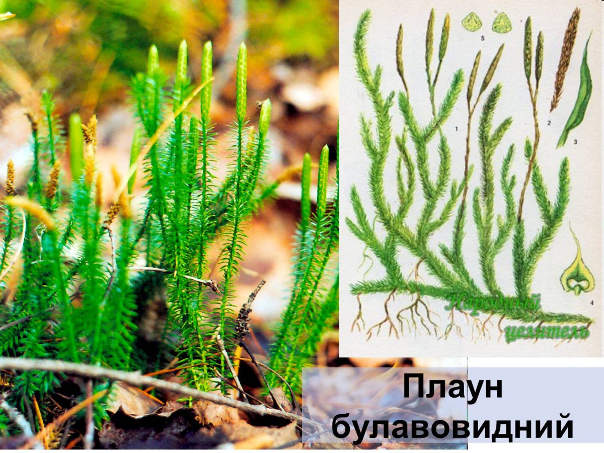 Плауновидные представители