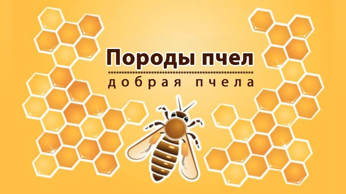 Реклама меда