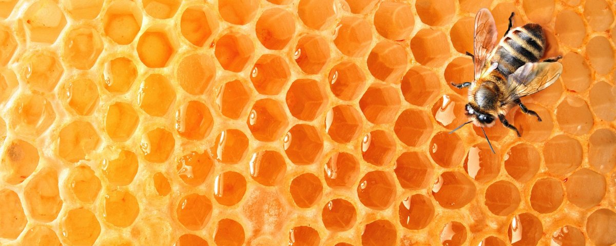 Пчеловодство мед