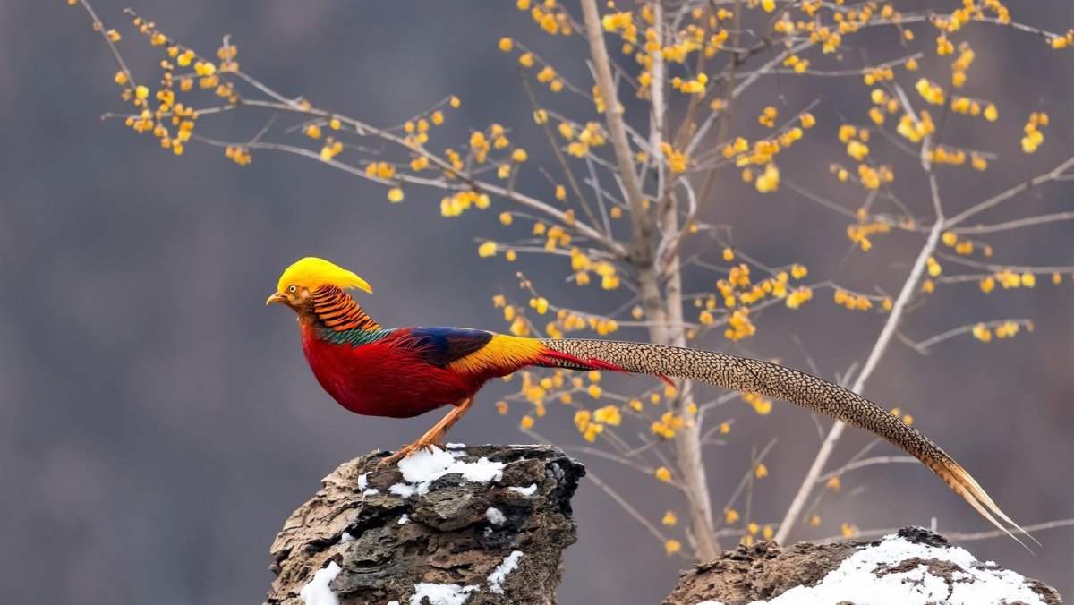 Золотой фазан самка