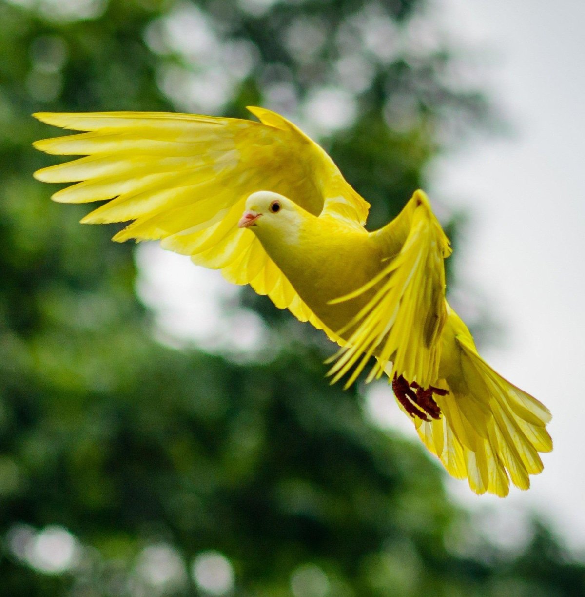 Золотая птица